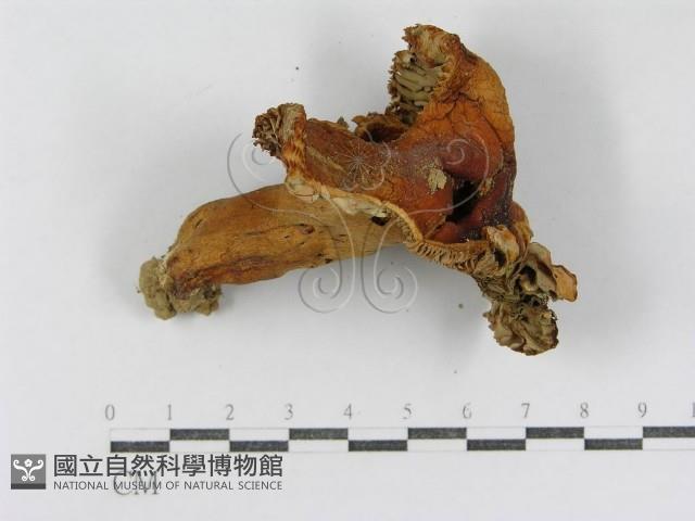 登錄號:F0013280藏品圖，第5張