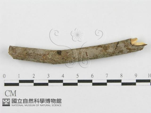 登錄號:F0010480藏品圖，第5張