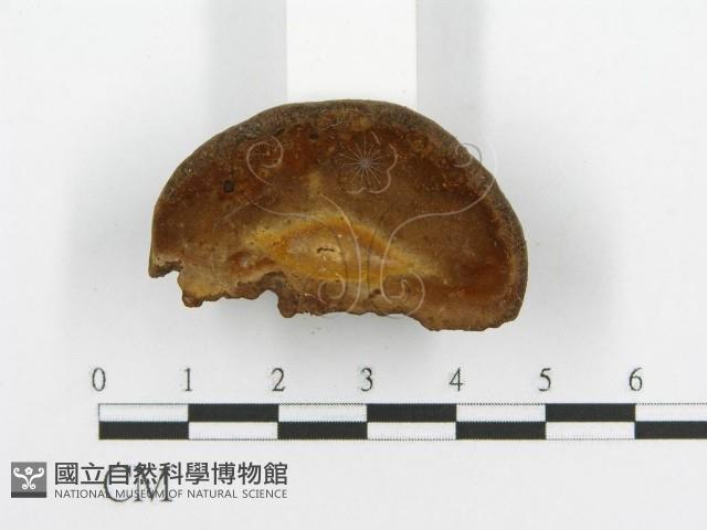 登錄號:F0016480藏品圖，第5張