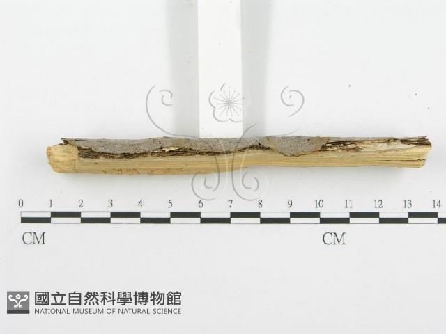 登錄號:F0001580藏品圖，第5張