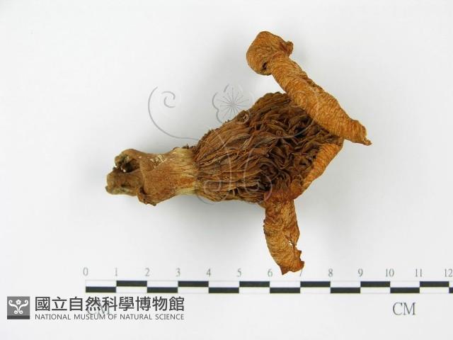 登錄號:F0014296藏品圖，第5張