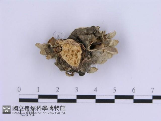 登錄號:F0007296藏品圖，第5張