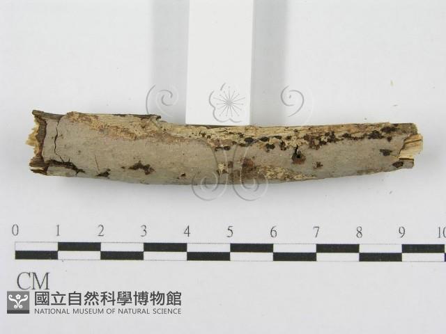 筍殼菌屬藏品圖，第5張