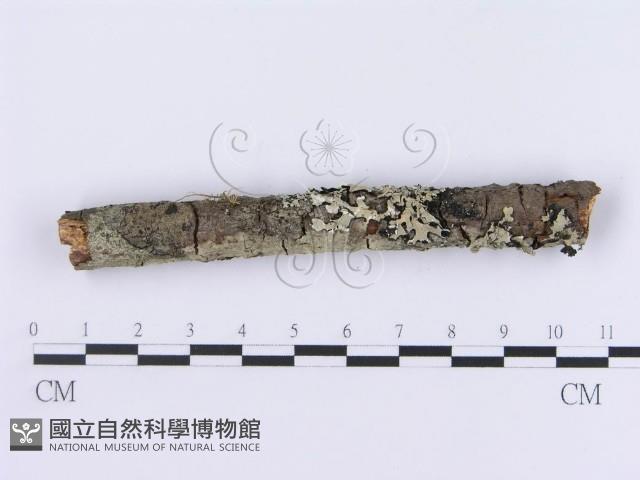 登錄號:F0002996藏品圖，第5張