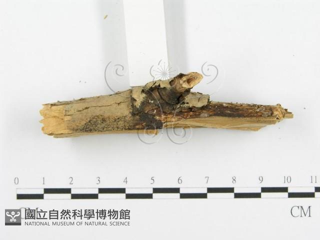 登錄號:F0003996藏品圖，第5張