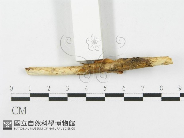 側耳屬藏品圖，第5張