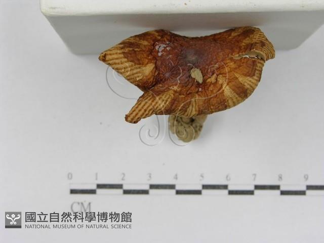 登錄號:F0011196藏品圖，第5張