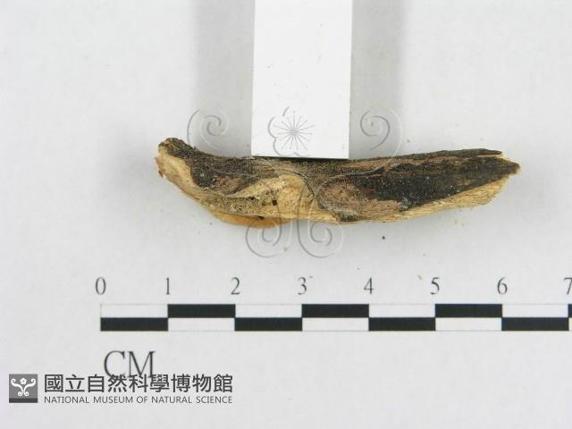 登錄號:F0001096藏品圖，第5張