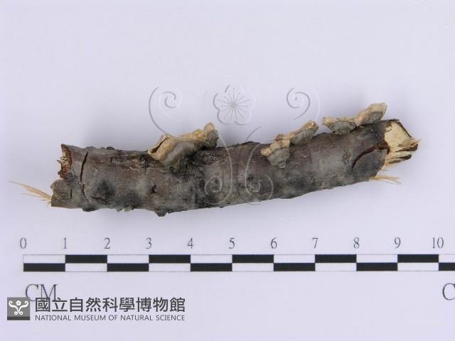 登錄號:F0015396藏品圖，第5張