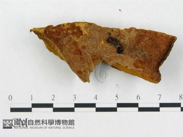 登錄號:F0006286藏品圖，第5張