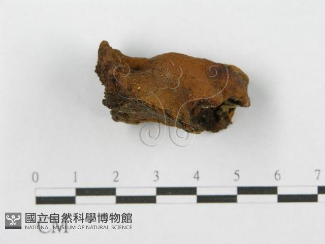 登錄號:F0017286藏品圖，第5張