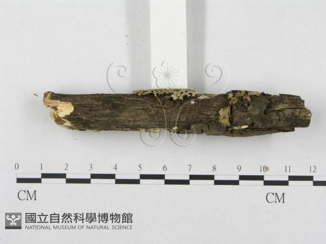 登錄號:F0003986藏品圖，第5張