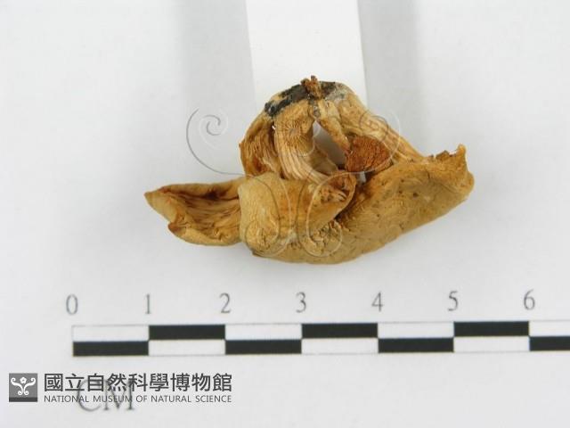 登錄號:F0001686藏品圖，第5張