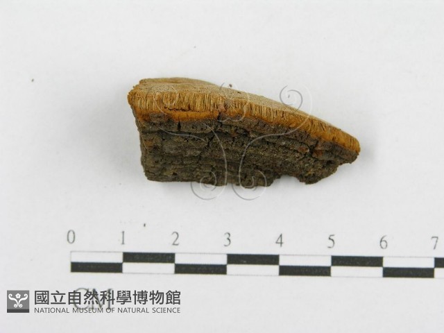 登錄號:F0016486藏品圖，第5張