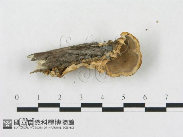 登錄號:F0015486藏品圖，第5張