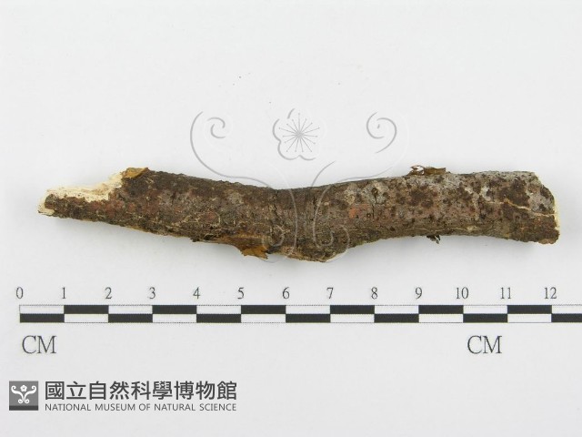 登錄號:F0013786藏品圖，第5張