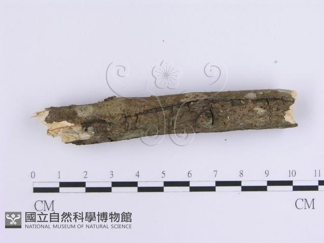 韌革菌屬藏品圖，第5張