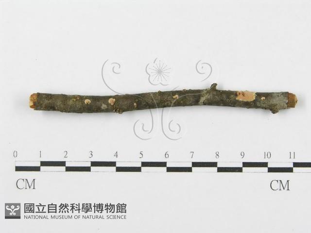 登錄號:F0012086藏品圖，第5張
