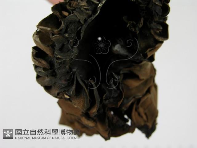 登錄號:F0014386藏品圖，第5張