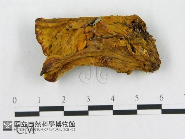 登錄號:F0006291藏品圖，第5張