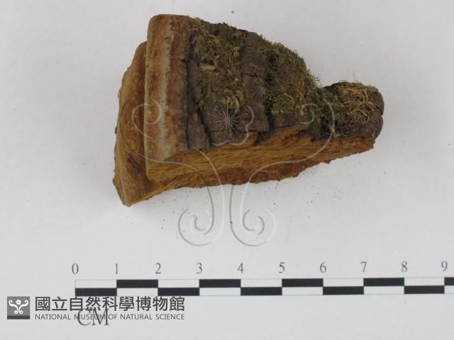 木層孔菌屬藏品圖，第5張