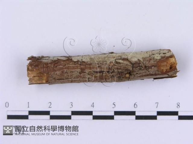 登錄號:F0002991藏品圖，第5張