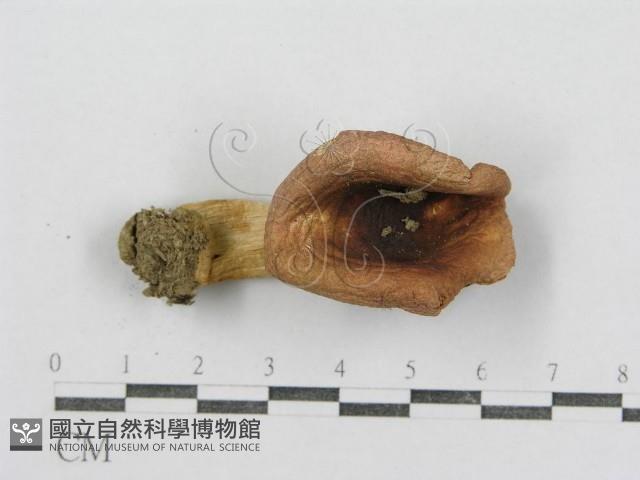 紅菇屬藏品圖，第5張