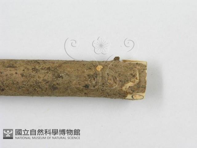 登錄號:F0010691藏品圖，第5張