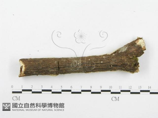 登錄號:F0020491藏品圖，第5張
