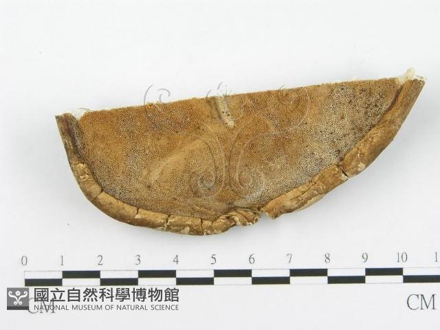 登錄號:F0016491藏品圖，第5張