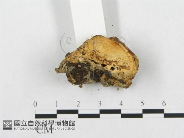 登錄號:F0010791藏品圖，第5張