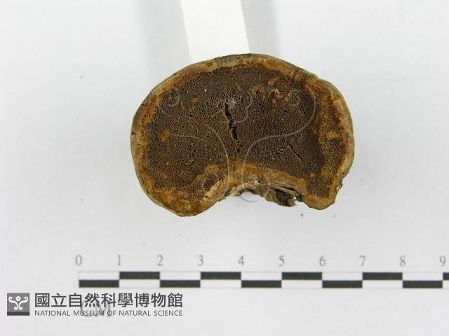 登錄號:F0015791藏品圖，第5張
