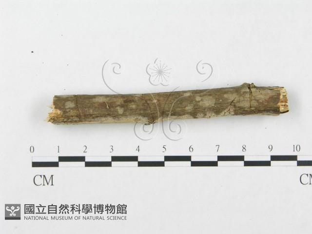 銳岩菌屬藏品圖，第5張