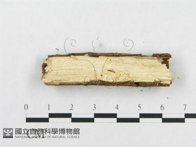 骨皮菌屬藏品圖，第5張