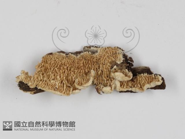 登錄號:F0017391藏品圖，第5張