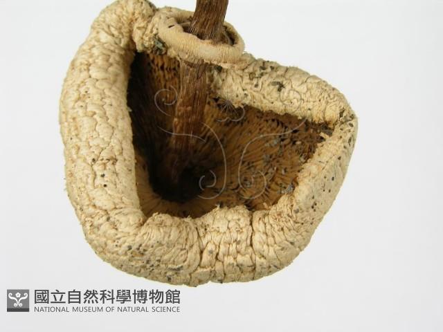 登錄號:F0003391藏品圖，第5張