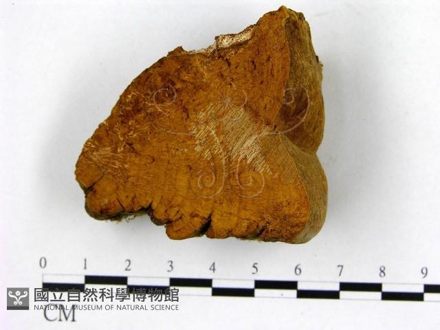 登錄號:F0006281藏品圖，第5張