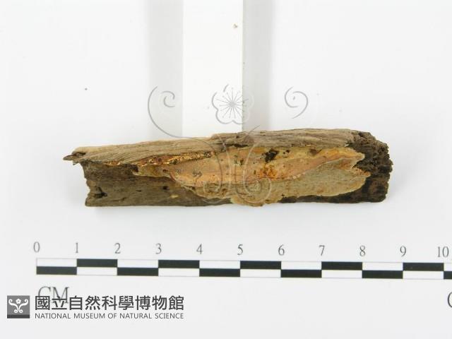 登錄號:F0017281藏品圖，第5張