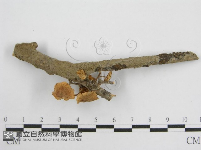 微皮傘屬藏品圖，第5張