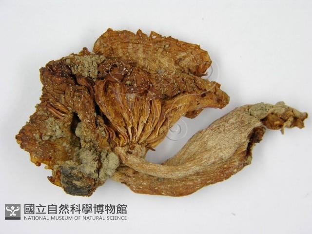登錄號:F0010981藏品圖，第5張