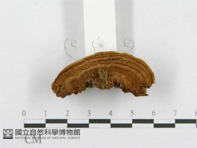 木層孔菌屬藏品圖，第5張