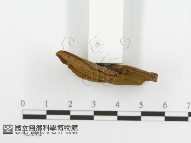 登錄號:F0016481藏品圖，第5張