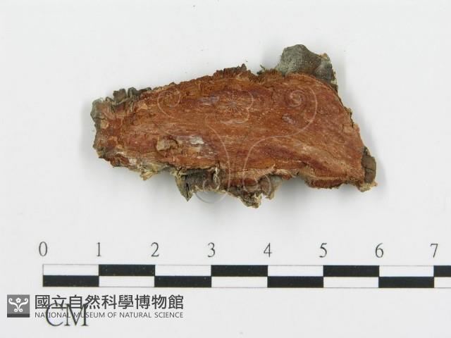 登錄號:F0019781藏品圖，第5張