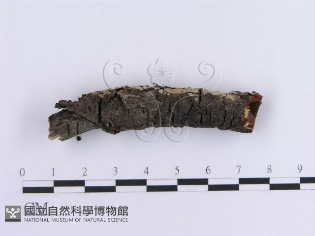 登錄號:F0013581藏品圖，第5張