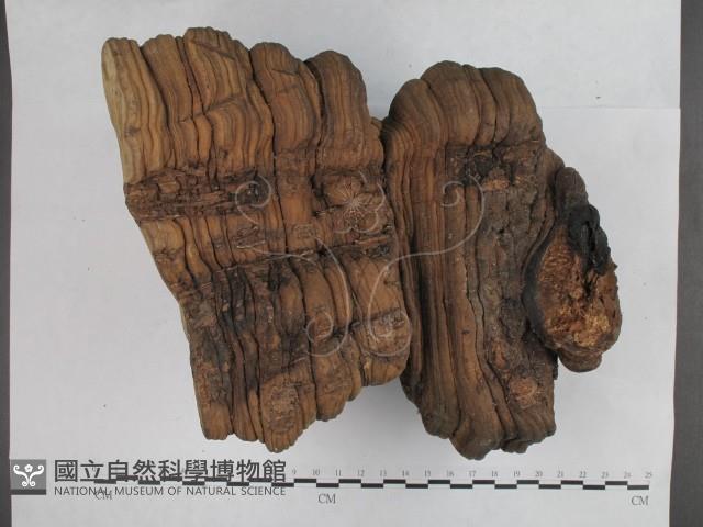 登錄號:F0023181藏品圖，第5張