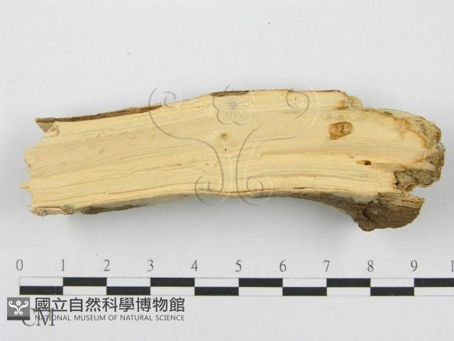 筍殼菌屬藏品圖，第5張