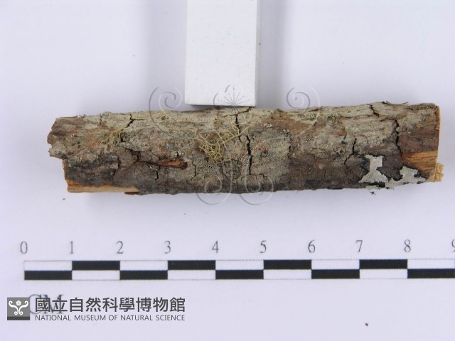 登錄號:F0002994藏品圖，第5張
