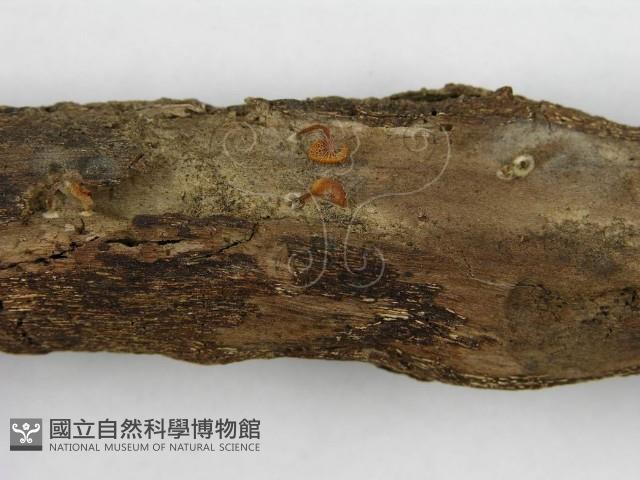 登錄號:F0008494藏品圖，第5張