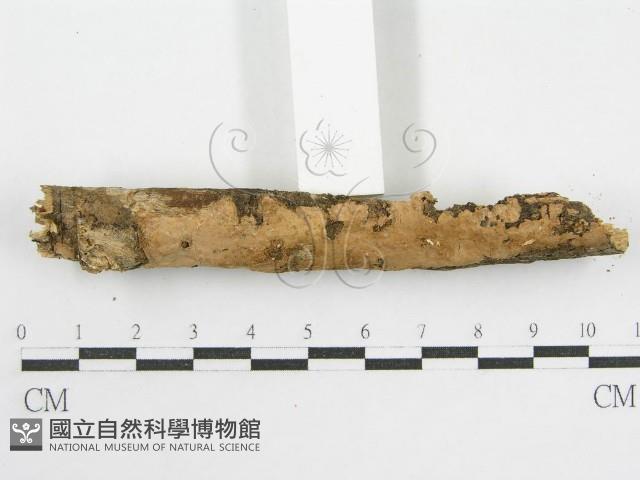 登錄號:F0008794藏品圖，第5張