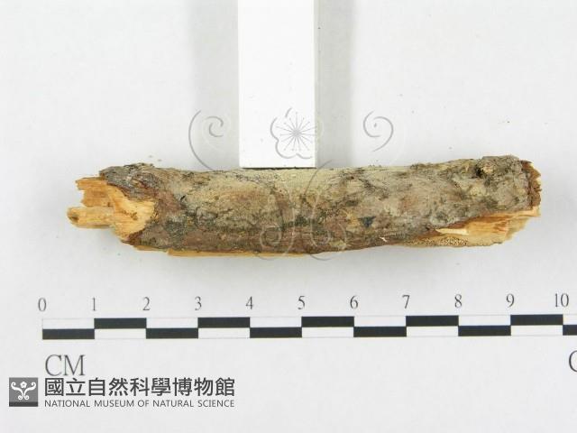 登錄號:F0000094藏品圖，第5張